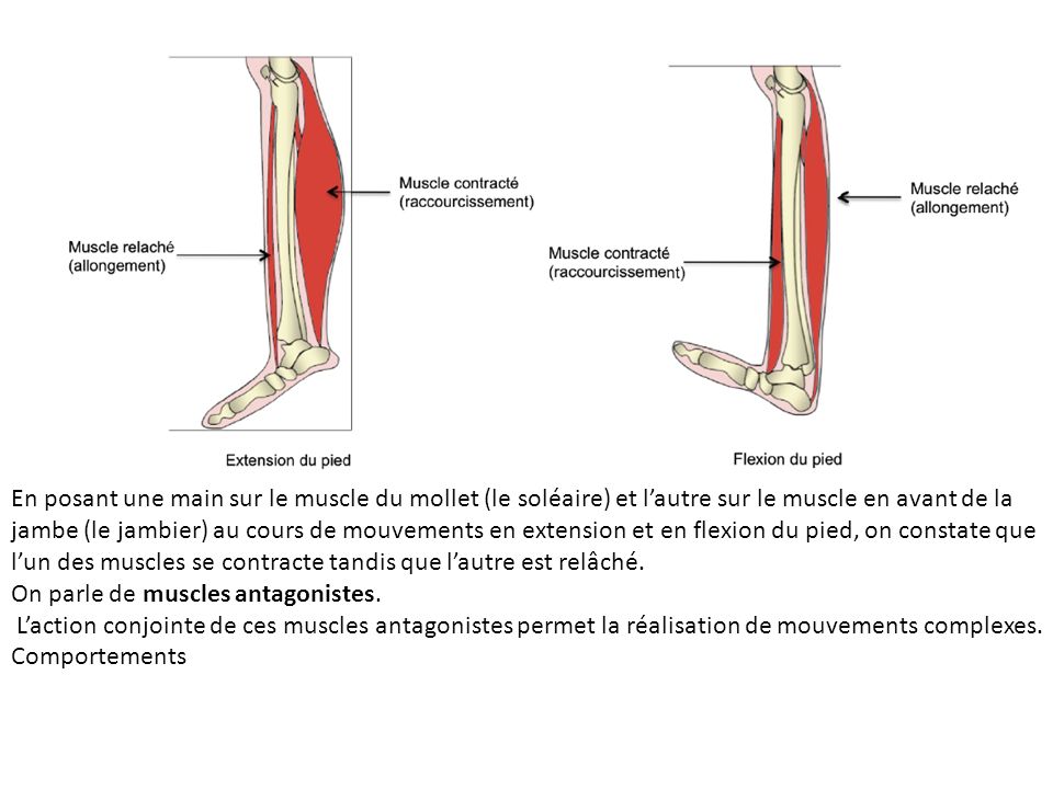 En posant une main sur le muscle du mollet (le soléaire) et l’autre sur le muscle en avant de la jambe (le jambier) au cours de mouvements en extension et en flexion du pied, on constate que l’un des muscles se contracte tandis que l’autre est relâché.