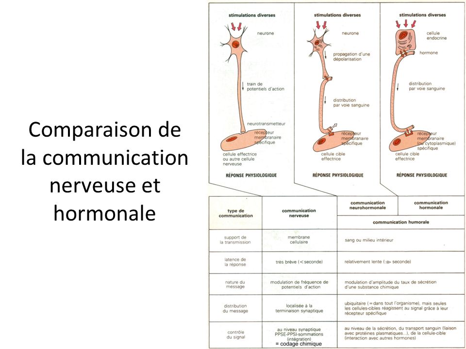 Comparaison de la communication nerveuse et hormonale