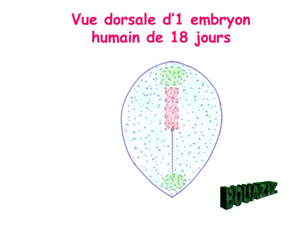 Vue dorsale d’1 embryon humain de 18 jours