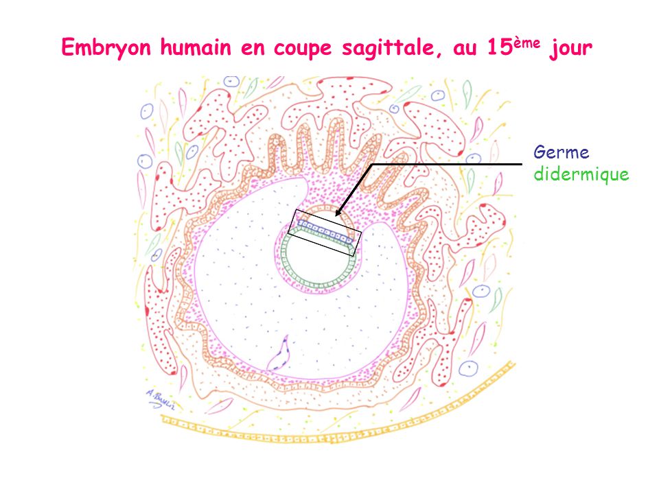 Embryon humain en coupe sagittale, au 15ème jour