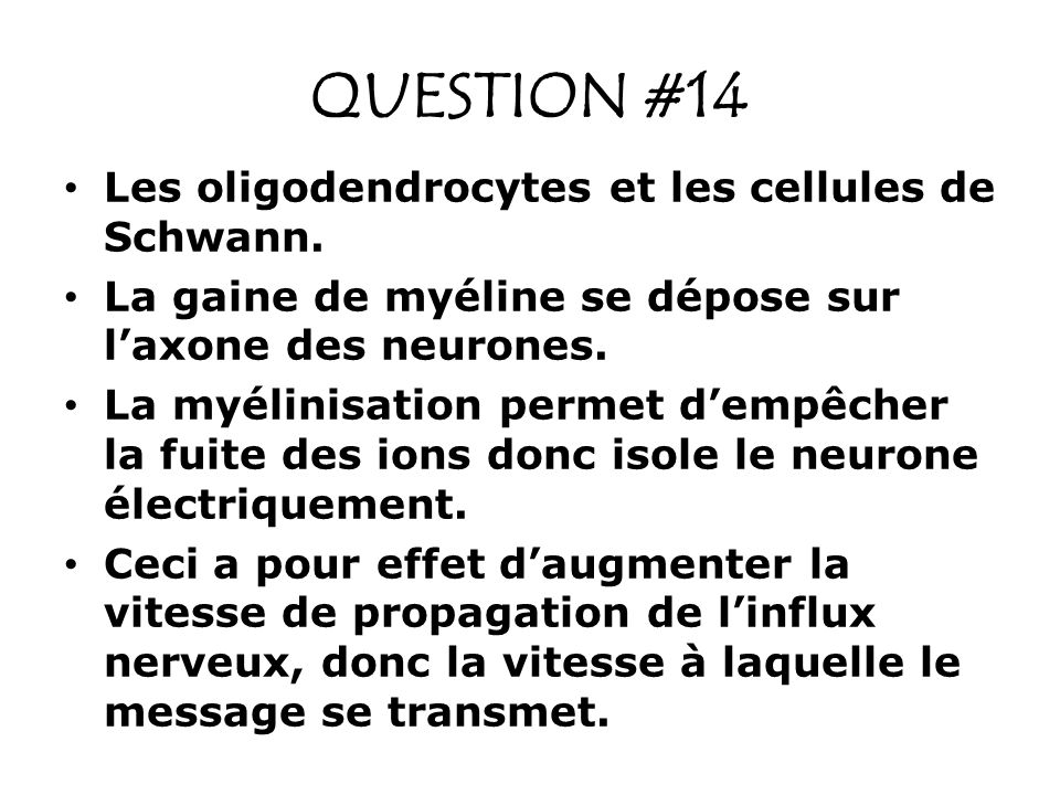 QUESTION #14 Les oligodendrocytes et les cellules de Schwann.