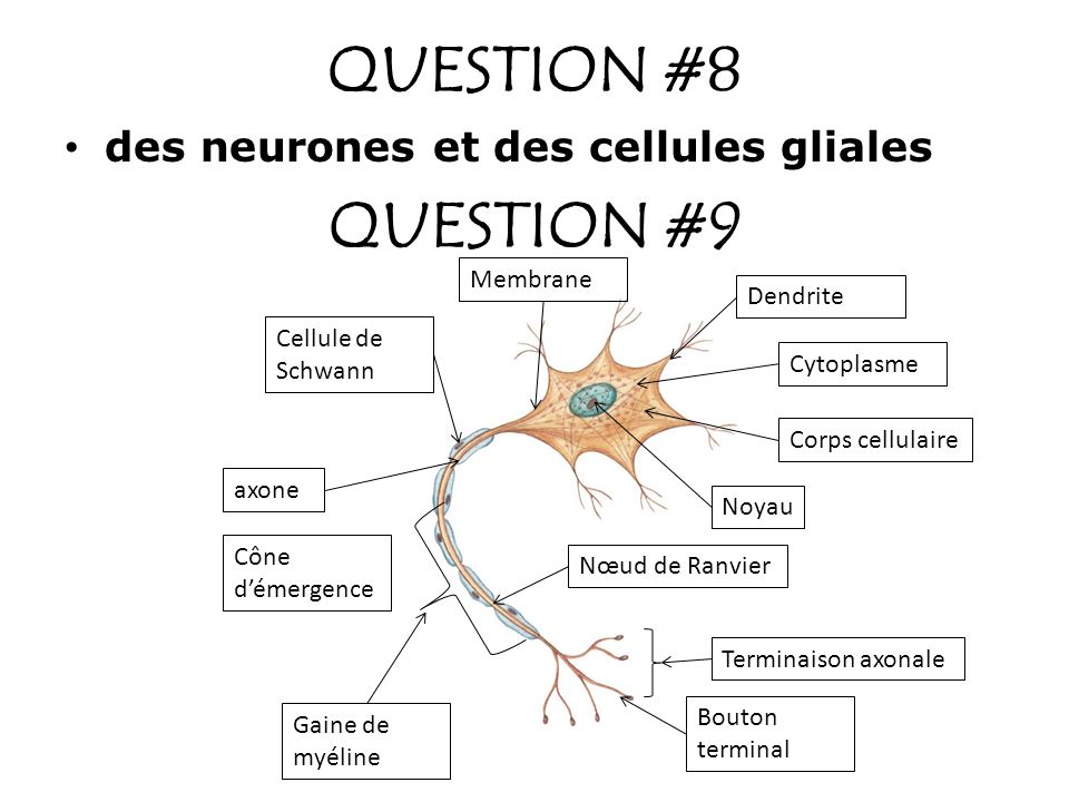 QUESTION #8 QUESTION #9 des neurones et des cellules gliales Membrane