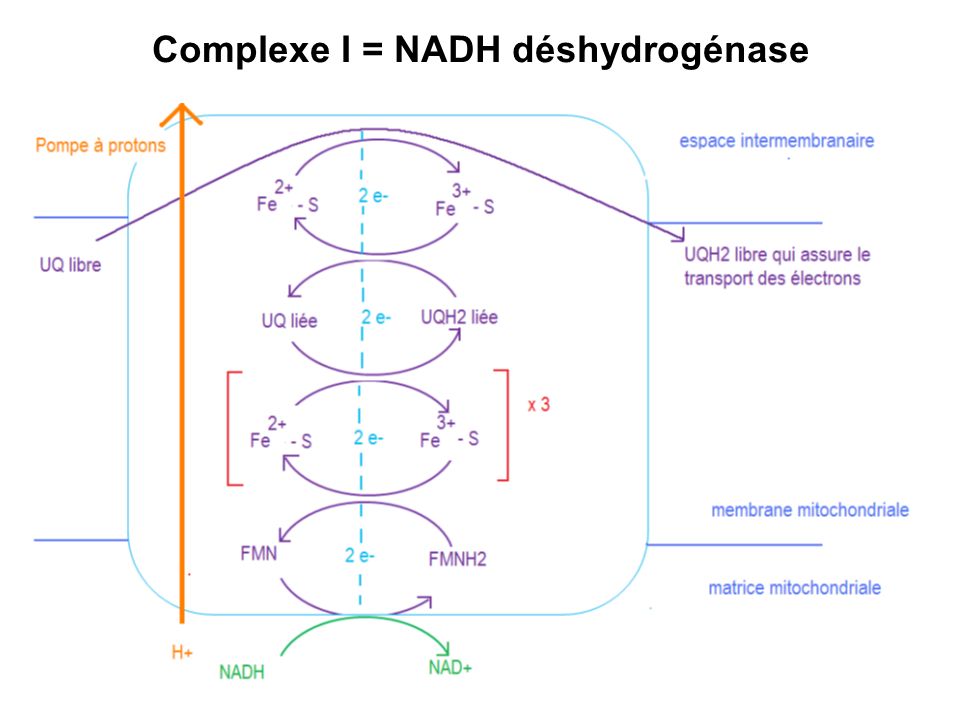 Complexe I = NADH déshydrogénase