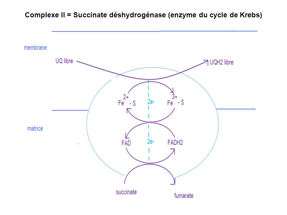 Complexe II = Succinate déshydrogénase (enzyme du cycle de Krebs)