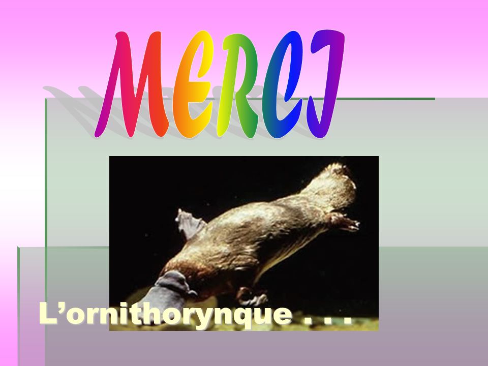 MERCI L’ornithorynque . . .