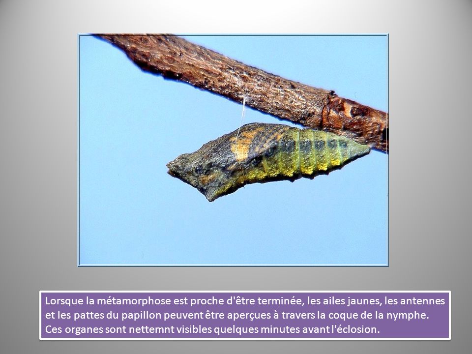 Lorsque la métamorphose est proche d être terminée, les ailes jaunes, les antennes et les pattes du papillon peuvent être aperçues à travers la coque de la nymphe.
