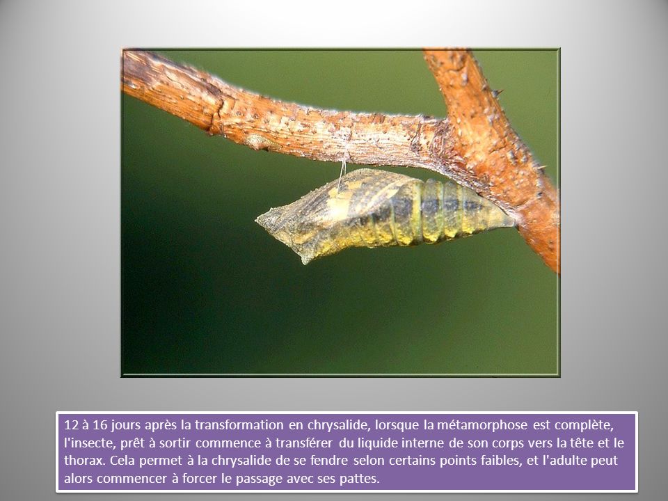 12 à 16 jours après la transformation en chrysalide, lorsque la métamorphose est complète, l insecte, prêt à sortir commence à transférer du liquide interne de son corps vers la tête et le thorax.