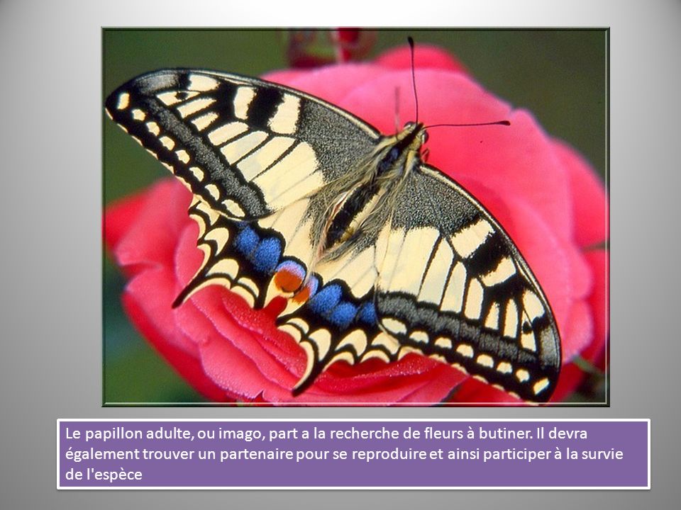 Le papillon adulte, ou imago, part a la recherche de fleurs à butiner