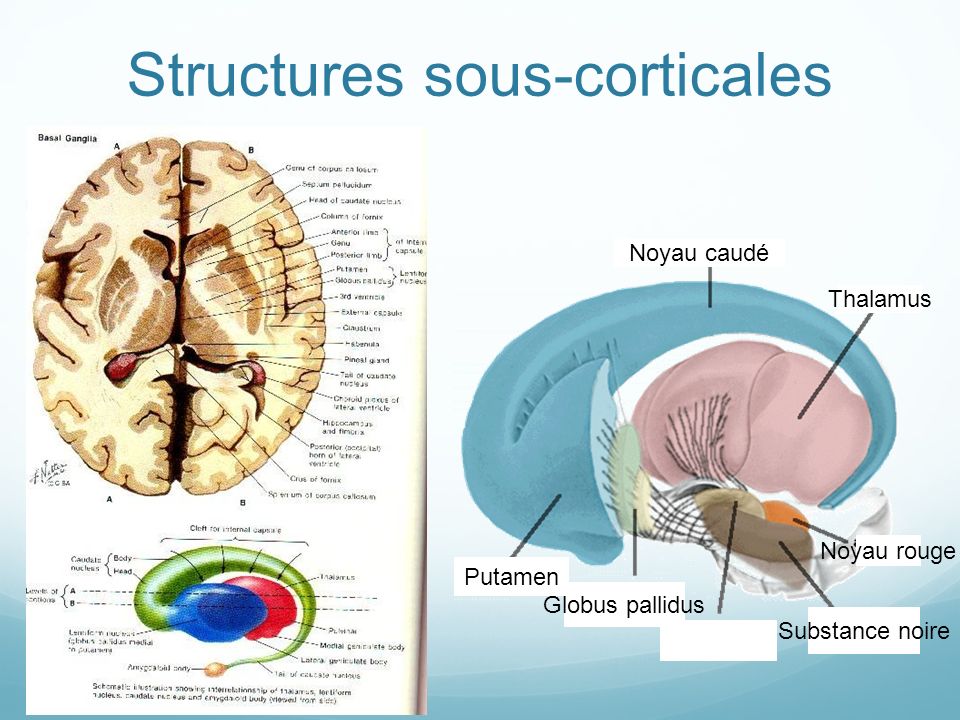 Structures sous-corticales