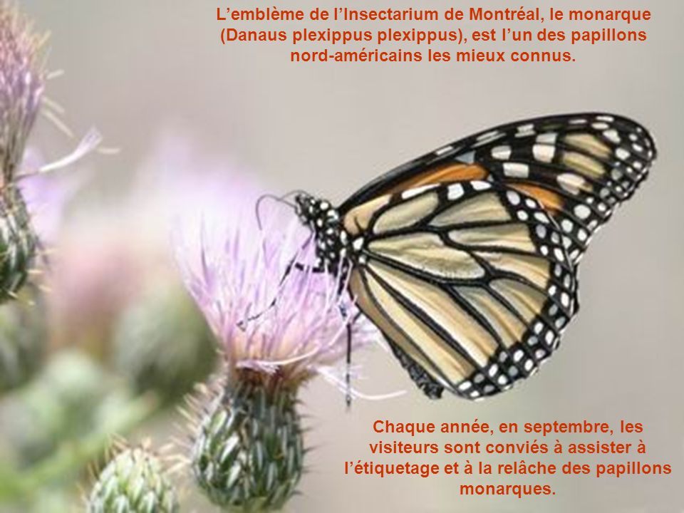 L’emblème de l’Insectarium de Montréal, le monarque (Danaus plexippus plexippus), est l’un des papillons nord-américains les mieux connus.