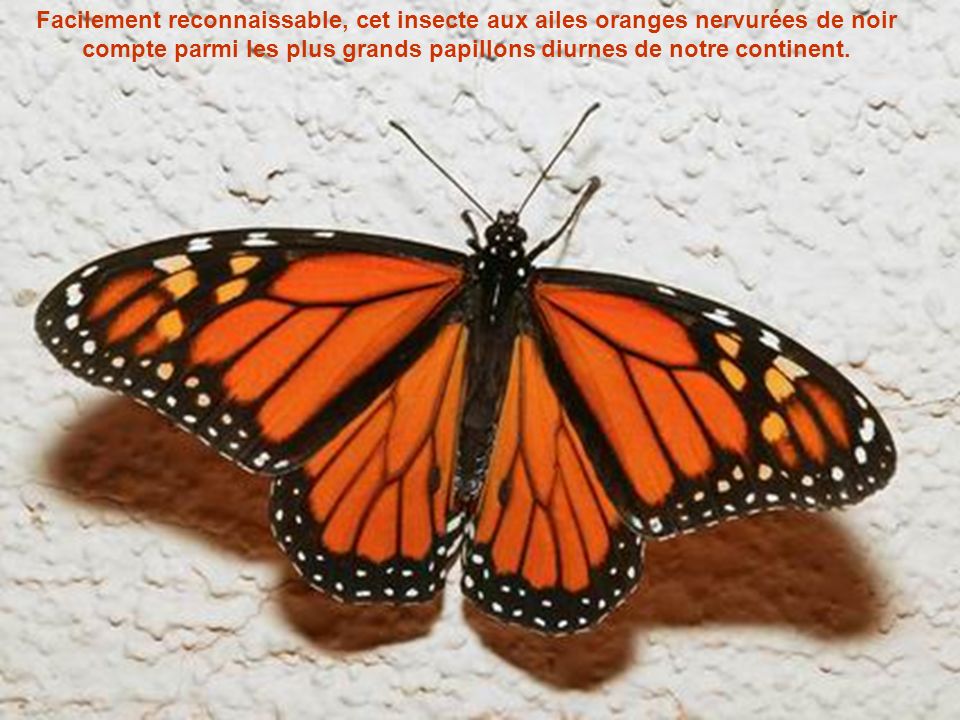 Facilement reconnaissable, cet insecte aux ailes oranges nervurées de noir compte parmi les plus grands papillons diurnes de notre continent.