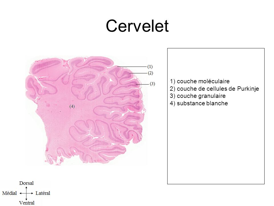 Cervelet 1) couche moléculaire 2) couche de cellules de Purkinje