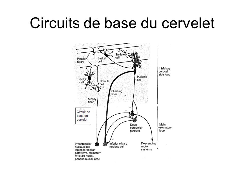 Circuits de base du cervelet