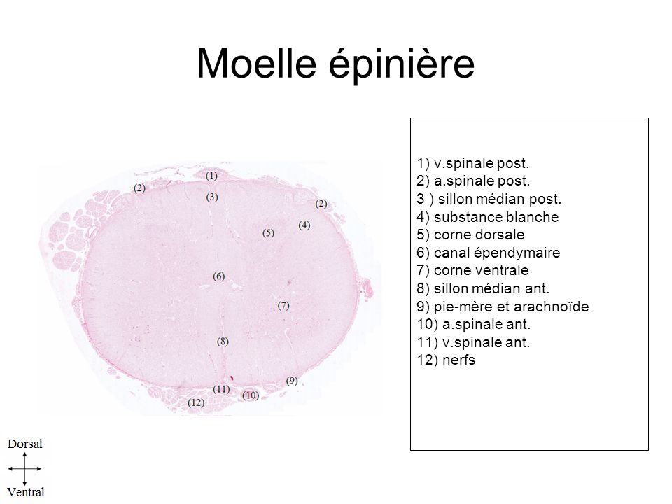 Moelle épinière 1) v.spinale post. 2) a.spinale post.