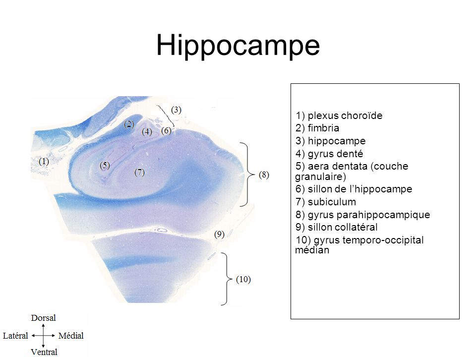 Hippocampe 1) plexus choroïde 2) fimbria 3) hippocampe 4) gyrus denté