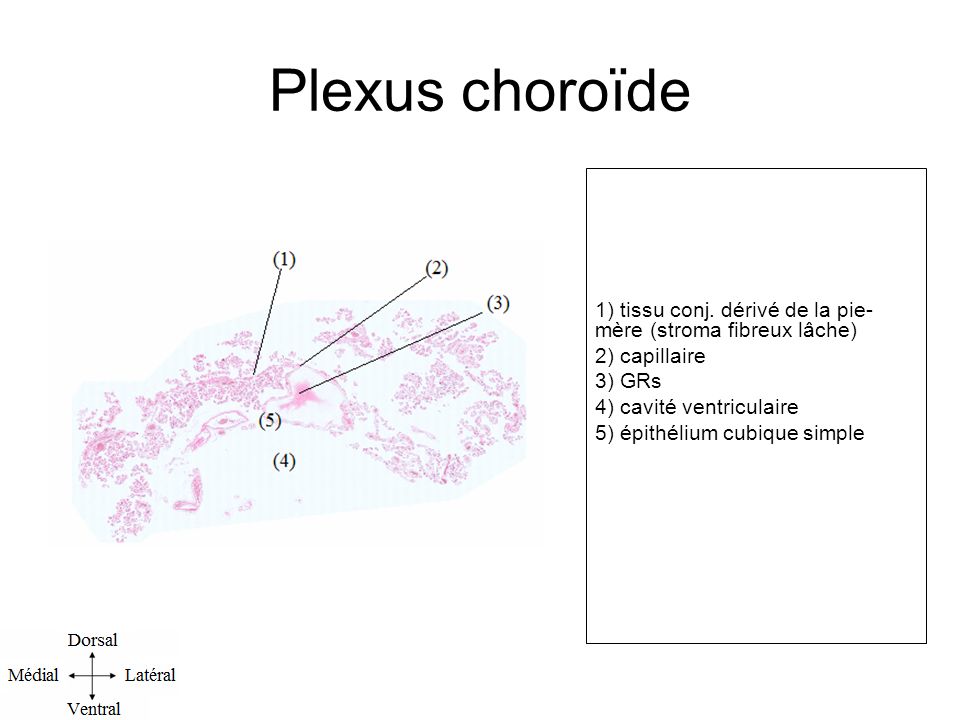Plexus choroïde 1) tissu conj. dérivé de la pie-mère (stroma fibreux lâche) 2) capillaire. 3) GRs.