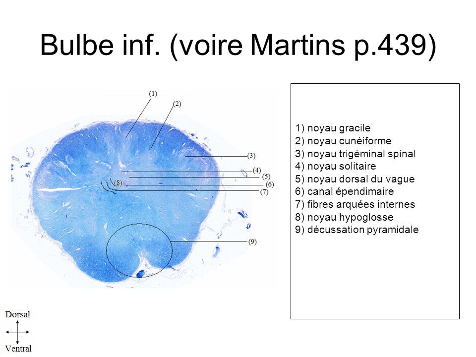 Bulbe inf. (voire Martins p.439)
