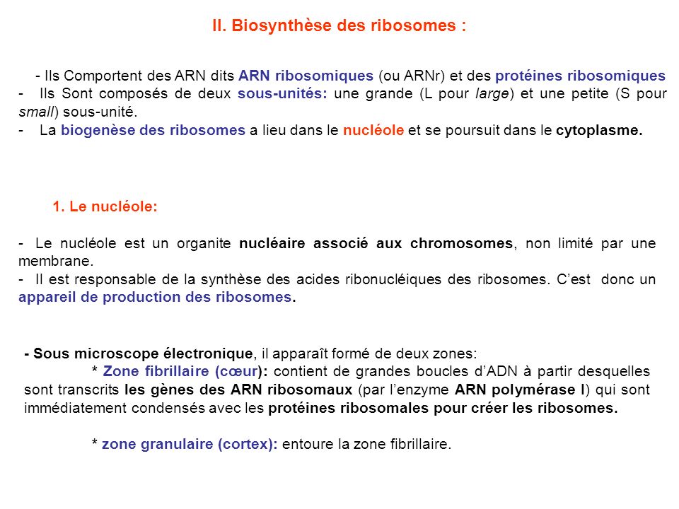 II. Biosynthèse des ribosomes :