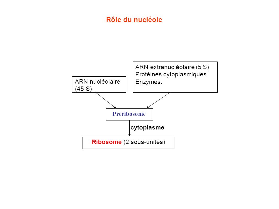 Ribosome (2 sous-unités)