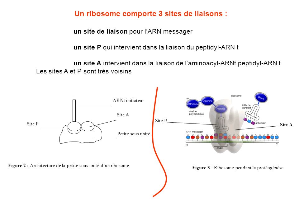 Un ribosome comporte 3 sites de liaisons :
