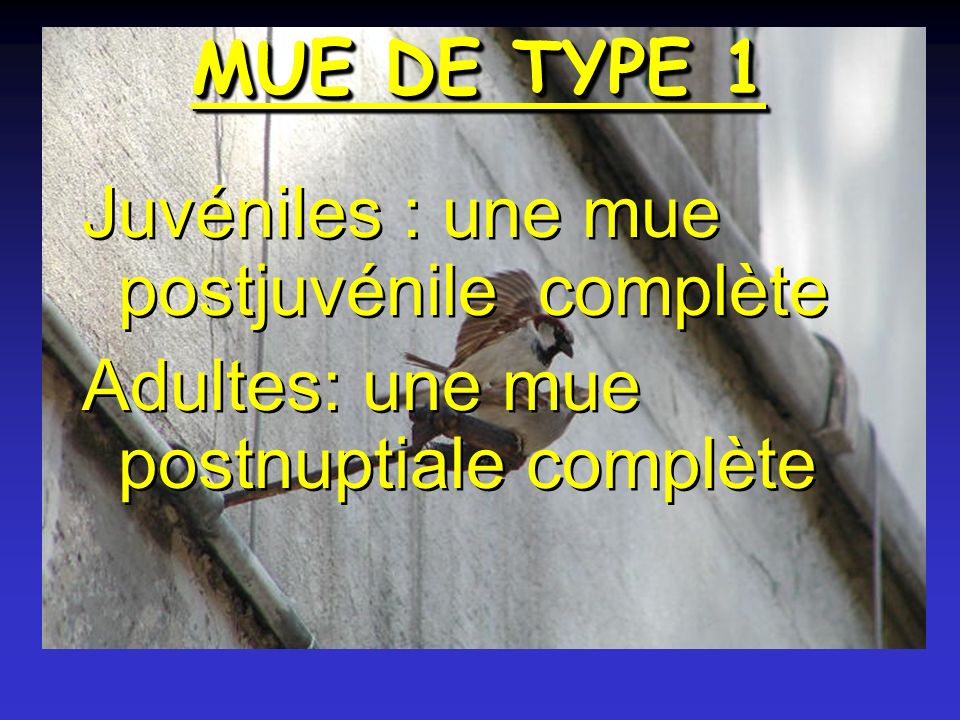 MUE DE TYPE 1 Juvéniles : une mue postjuvénile complète Adultes: une mue postnuptiale complète