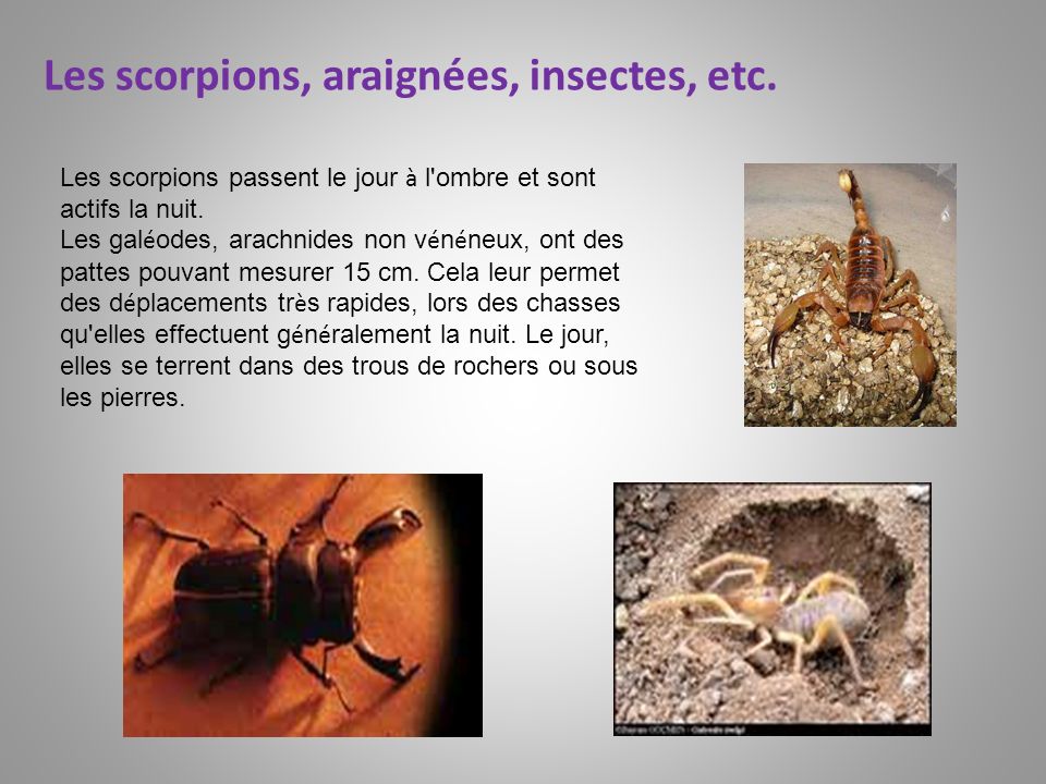 Les scorpions, araignées, insectes, etc.