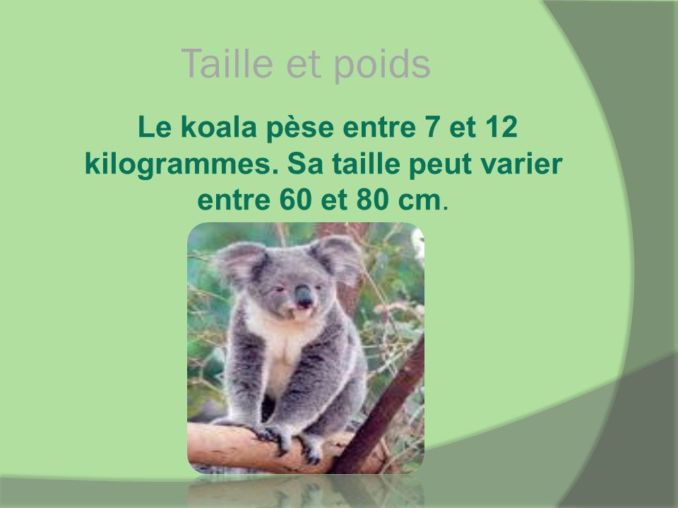 Taille et poids Le koala pèse entre 7 et 12 kilogrammes. Sa taille peut varier entre 60 et 80 cm.