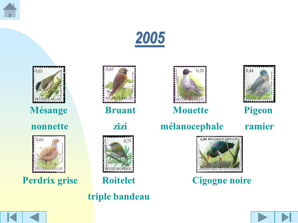 2005 Mésange nonnette Bruant zizi Mouette mélanocephale Pigeon ramier