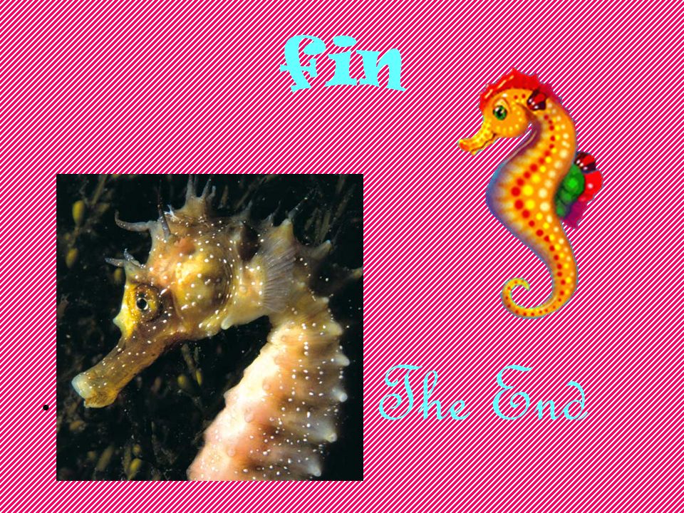 fin The End