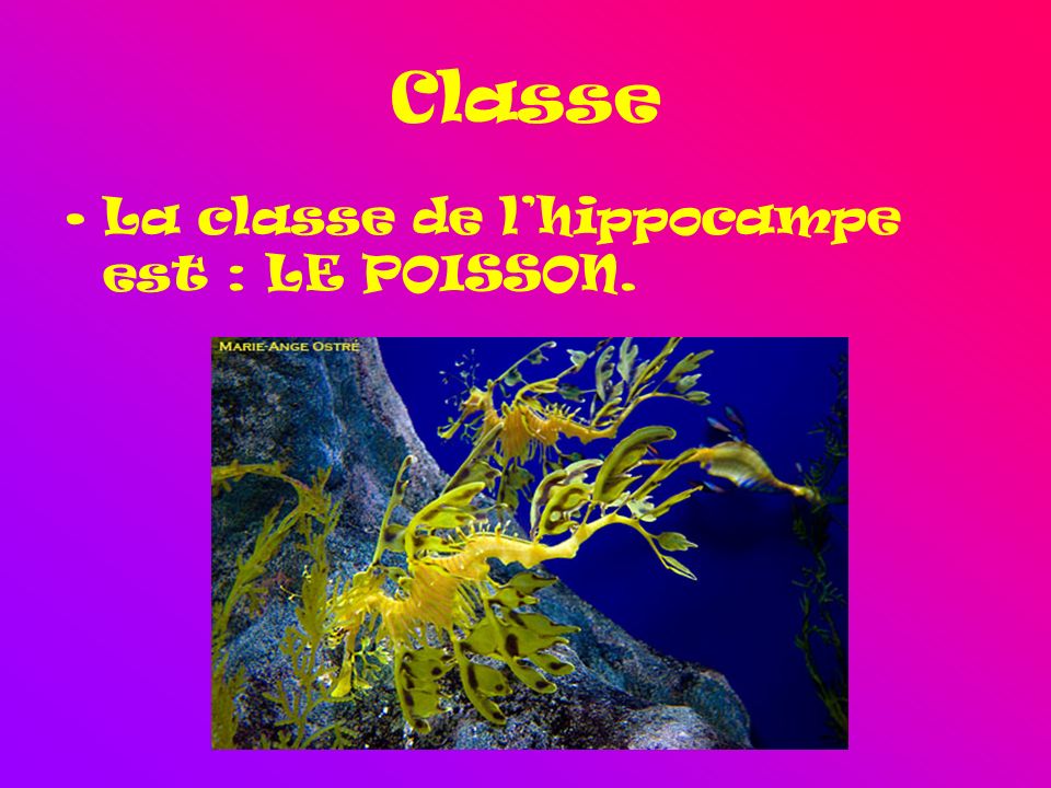 Classe La classe de l’hippocampe est : LE POISSON.