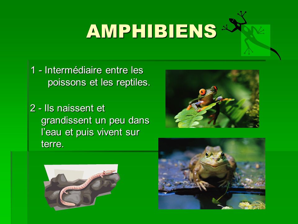 AMPHIBIENS 1 - Intermédiaire entre les poissons et les reptiles.