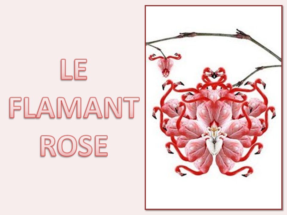 LE FLAMANT ROSE