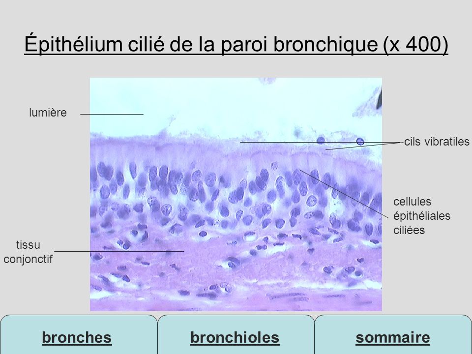 Épithélium cilié de la paroi bronchique (x 400)