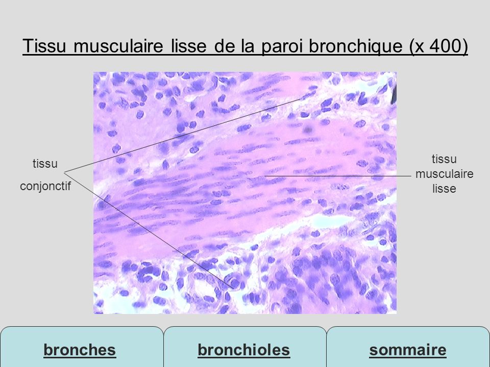 Tissu musculaire lisse de la paroi bronchique (x 400)