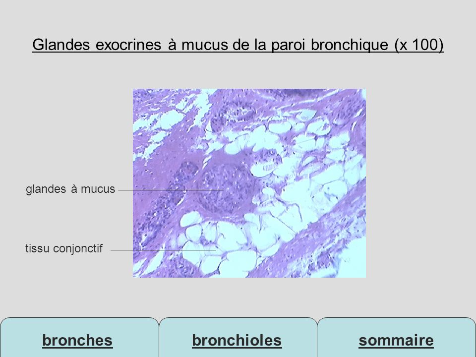 Glandes exocrines à mucus de la paroi bronchique (x 100)