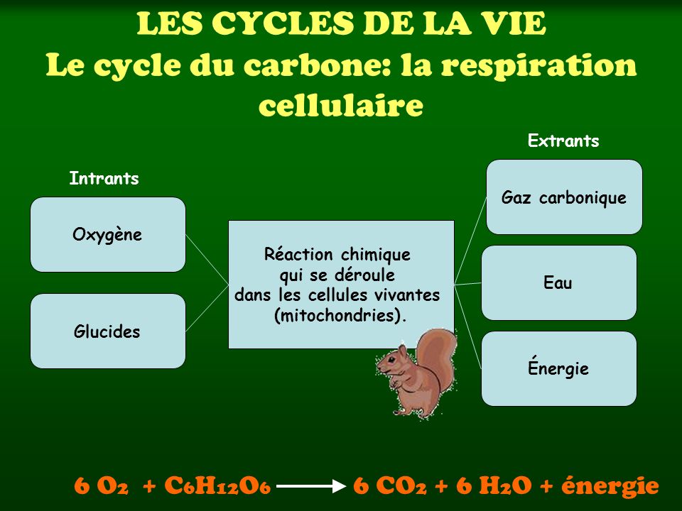 LES CYCLES DE LA VIE Le cycle du carbone: la respiration cellulaire