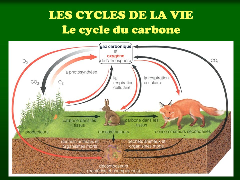 LES CYCLES DE LA VIE Le cycle du carbone