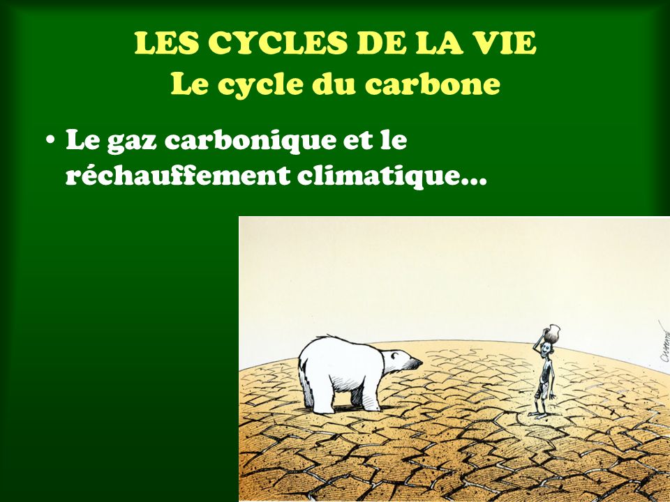 LES CYCLES DE LA VIE Le cycle du carbone