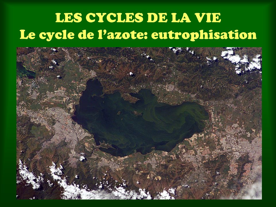 LES CYCLES DE LA VIE Le cycle de l’azote: eutrophisation
