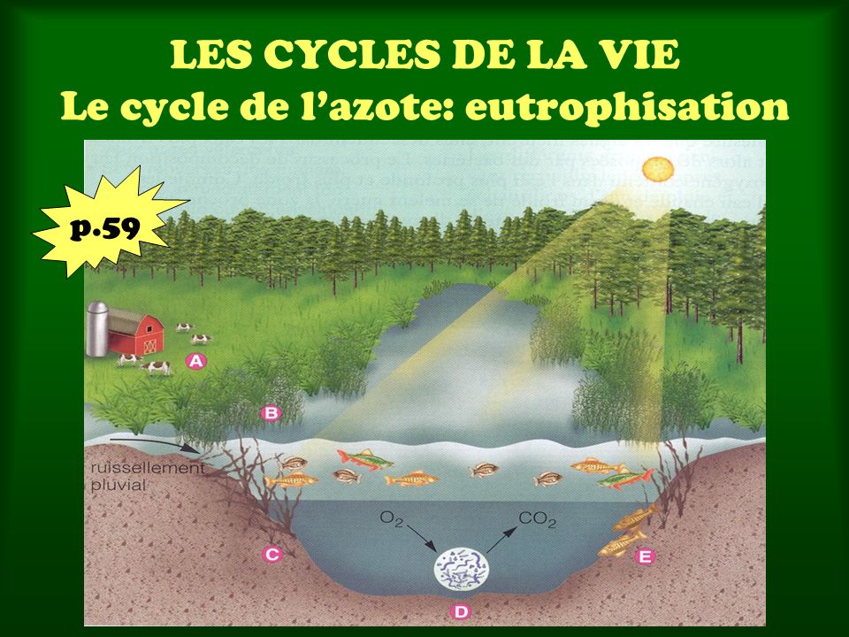 LES CYCLES DE LA VIE Le cycle de l’azote: eutrophisation