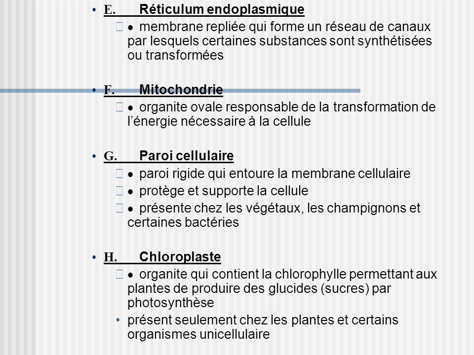 E. Réticulum endoplasmique