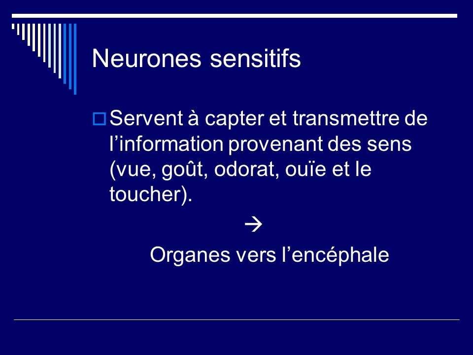 Neurones sensitifs Servent à capter et transmettre de l’information provenant des sens (vue, goût, odorat, ouïe et le toucher).