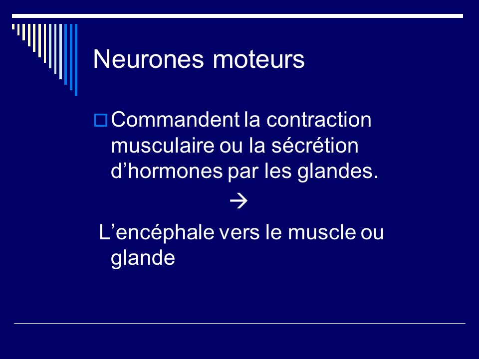 Neurones moteurs Commandent la contraction musculaire ou la sécrétion d’hormones par les glandes. 