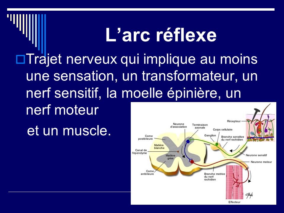 L’arc réflexe Trajet nerveux qui implique au moins une sensation, un transformateur, un nerf sensitif, la moelle épinière, un nerf moteur.
