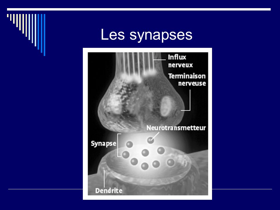Les synapses