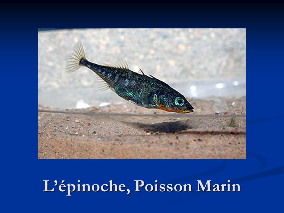 L’épinoche, Poisson Marin