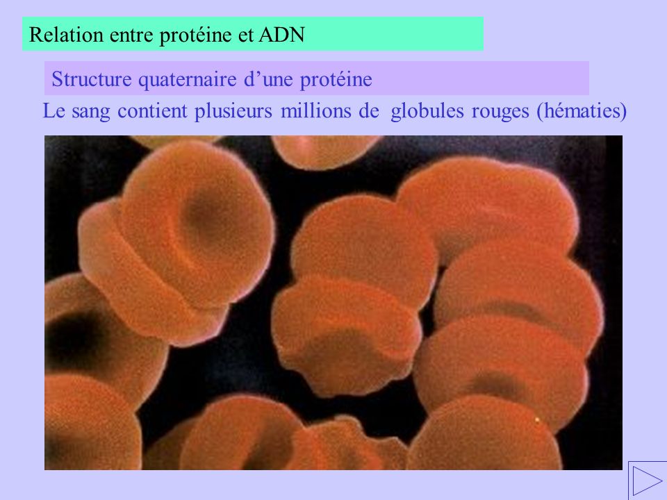 Le sang contient plusieurs millions de globules rouges (hématies)