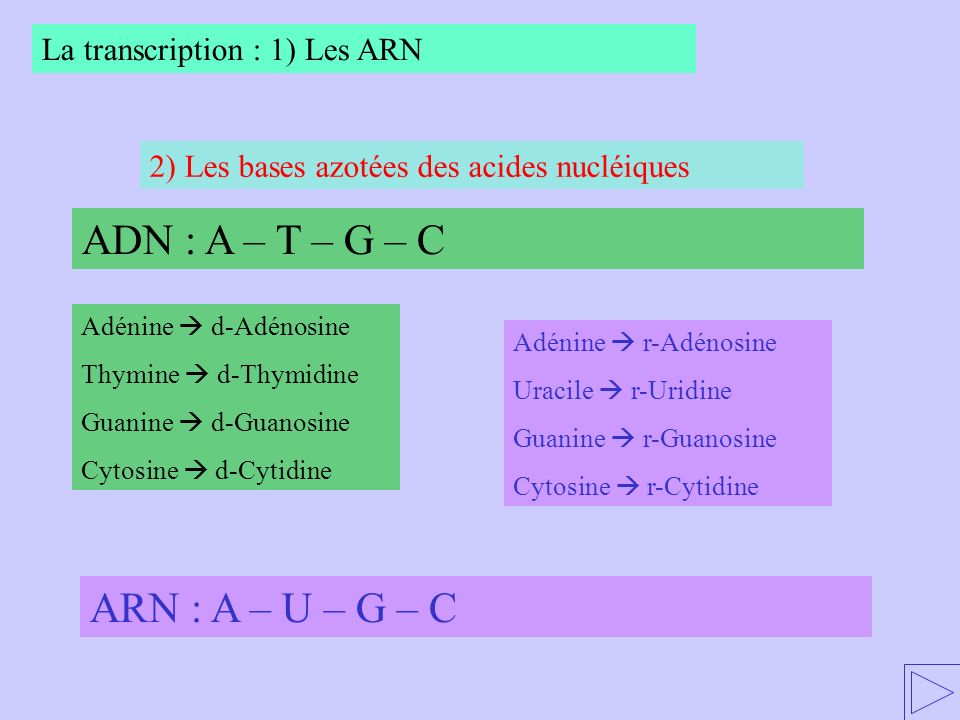 ADN : A – T – G – C ARN : A – U – G – C La transcription : 1) Les ARN
