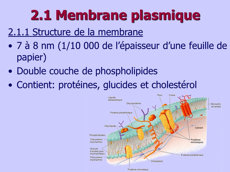 2.1 Membrane plasmique Structure de la membrane