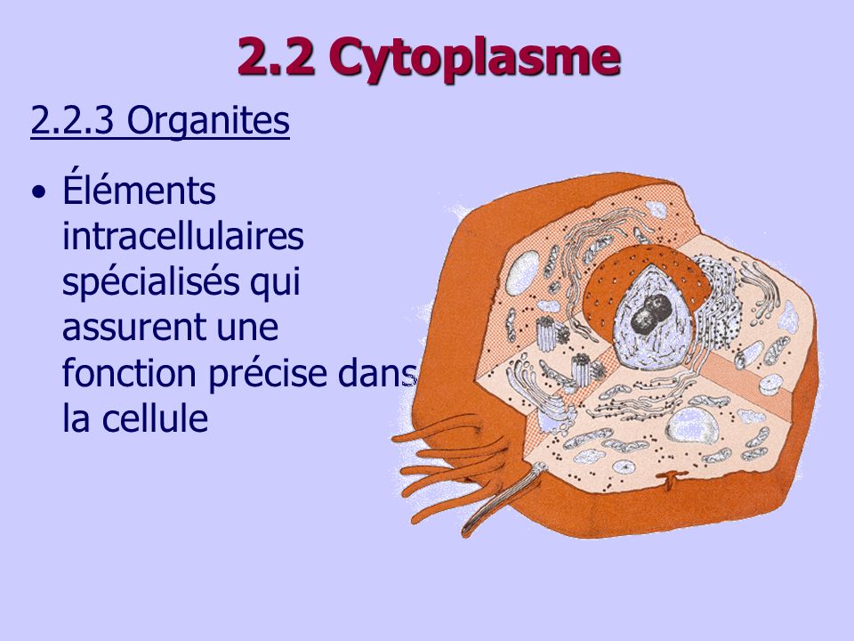 2.2 Cytoplasme Organites.